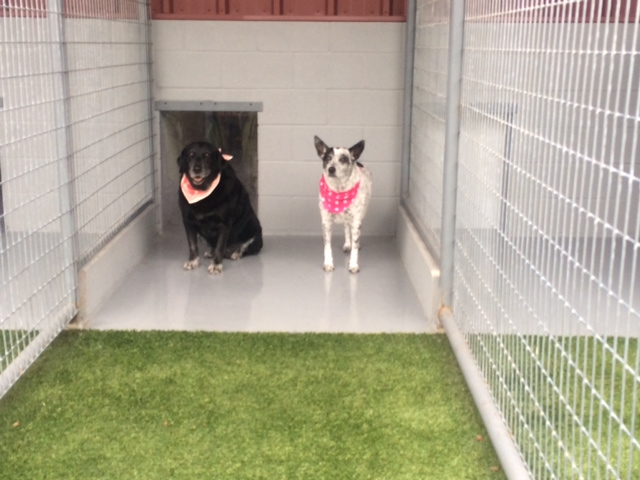 Bed and shop biscuits cattery